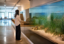 El Museo del Mar de Estepona recreará posidonia sin mojarse