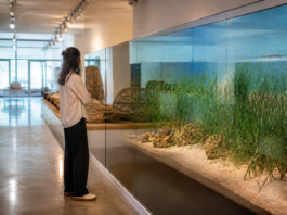 El Museo del Mar de Estepona recreará posidonia sin mojarse