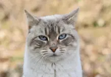 Dormir con gatos: los riesgos para la salud que debes conocer