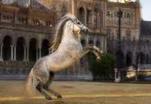 Sevilla prepara una Gran Semana Anglo-árabe con 200 caballos