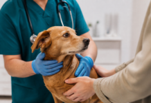 Canarias refuerza su alianza con el Colegio de Veterinarios