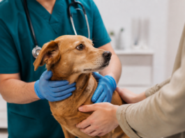 Canarias refuerza su alianza con el Colegio de Veterinarios