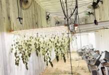 Cinco contenedores ocultaban laboratorios de marihuana en Granada