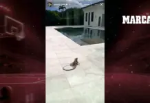 Una iguana da la bienvenida a Giannis Antetokounmpo en Miami