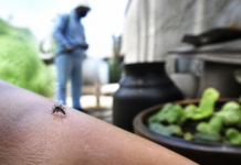Chikungunya: el brote que causó dos muertes y golpeó al NOA