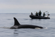 El caso de la orca Toñi llega a Fiscalía y Guardia Civil