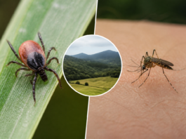 Navarra alerta tras detectar 40 casos por garrapatas y mosquitos