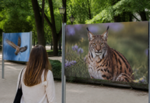El Retiro se llena de especies amenazadas en fotografías