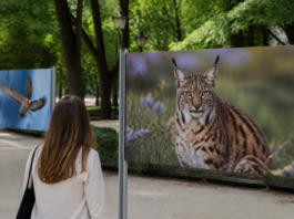 El Retiro se llena de especies amenazadas en fotografías