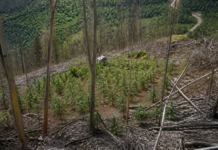 La deforestación destapa una plantación de marihuana en Cuenca