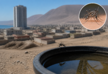 Aedes aegypti en Antofagasta: cómo prevenir dengue y Zika