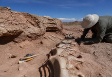 Hallan en Teruel el que sería el primer diplodocus europeo
