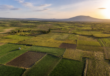Las 17.000 fincas de Sánchez: miniparcelas para el campo