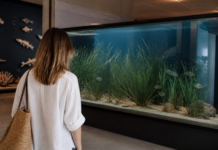 El Museo del Mar de Estepona recreará posidonia sin mojarse