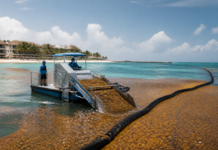Hoteles del Caribe mexicano usan tecnología contra el sargazo