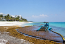 Hoteles del Caribe mexicano usan tecnología contra el sargazo