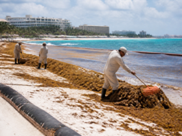 Hoteles del Caribe mexicano innovan para frenar el sargazo
