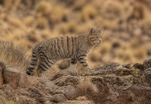 Tilcayo: descubren en Bolivia una nueva especie de gato salvaje