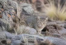 Tilcayo: descubren en Bolivia una nueva especie de gato salvaje