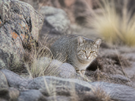 Tilcayo: descubren en Bolivia una nueva especie de gato salvaje
