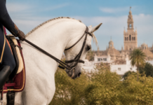 Sevilla prepara una Gran Semana Anglo-árabe con 200 caballos