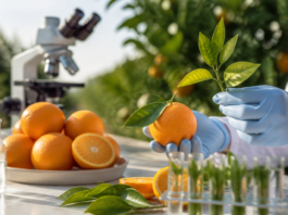 La naranja de Florida desafía al citrus greening con genética