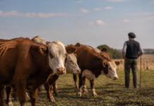 El futuro del vacuno de carne: claves para ganar rentabilidad