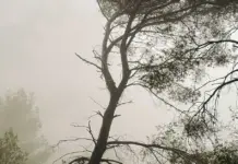 Tuéjar y el incendio forestal: claves y última hora image