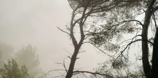 Tuéjar y el incendio forestal: claves y última hora image