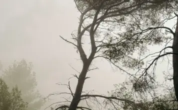 Tuéjar y el incendio forestal: claves y última hora image