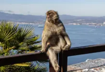 Viruela del mono en Ceuta: qué se sabe del primer caso Viruela del mono en Ceuta: qué se sabe del primer caso image