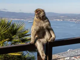 Viruela del mono en Ceuta: qué se sabe del primer caso Viruela del mono en Ceuta: qué se sabe del primer caso image