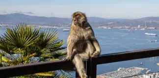 Viruela del mono en Ceuta: qué se sabe del primer caso image