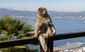 Viruela del mono en Ceuta: qué se sabe del primer caso image