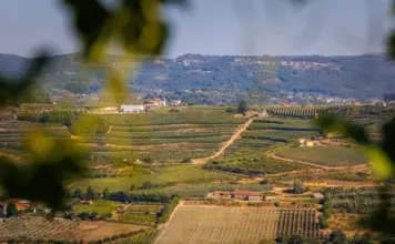 Alcohol y calor extremo cambian el vino francés image