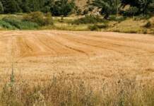 Agroseguro ofrece claves para proteger cultivos de la sequía image