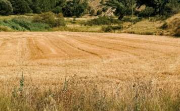 Agroseguro ofrece claves para proteger cultivos de la sequía image