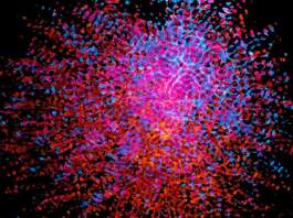Karl Deisseroth y el Nobel que ilumina el cerebro Karl Deisseroth y el Nobel que ilumina el cerebro image