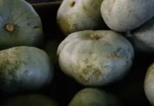 Calabaza valenciana de Mercadona para tus recetas de otoño Calabaza valenciana de Mercadona para tus recetas de otoño image