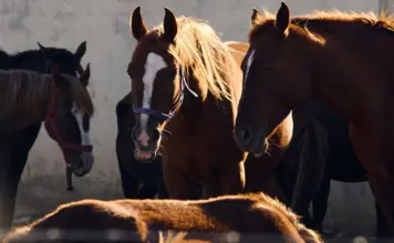 Accidente camión caballos Diego Ventura qué ocurrió image