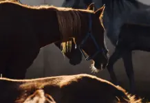 Diego Ventura camión vuelca con caballos en la A-5 Diego Ventura camión vuelca con caballos en la A-5 image