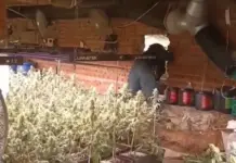 Desmantelan 3.000 plantas de marihuana en chalets de Madrid