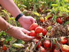 Cádiz prueba luces LED contra la plaga más temida del tomate
