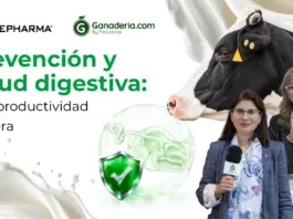La clave de Huvepharma para proteger a las becerras lecheras