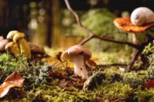 Hongos y micelio: la tecnología natural contra incendios