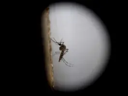 El Niño dispara alerta por dengue, zika y males respiratorios
