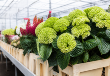 Flores y plantas de Canarias buscan conquistar nuevos mercados