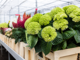 Flores y plantas de Canarias buscan conquistar nuevos mercados