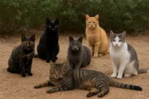 Torrevieja recibe 12.000 euros para esterilizar gatos comunitarios