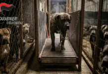 Detenidos en Italia por drogar perros para peleas a muerte